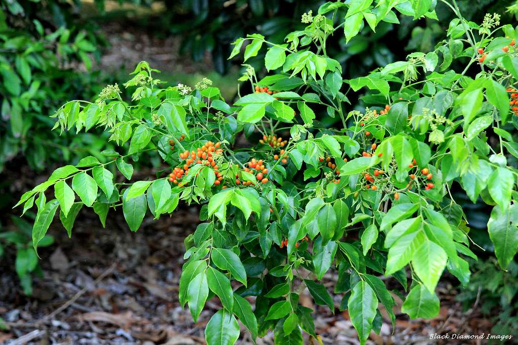 micromelum minutum tree.jpg